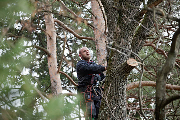 Best Tree Maintenance Programs  in Edgar, WI